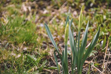 Yellow Daffodil Bud Garden Spring Flowers Garden Fresh Daffodils Spring background with beautiful yellow daffodils.