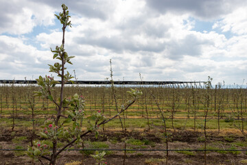 Fototapeta na wymiar Flowers on the Granny Smith apple trees in April