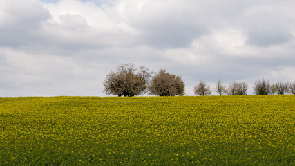 field of yellow flowers