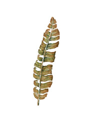 Tropical tree leaf watercolor monstera palm