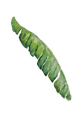 Tropical tree leaf watercolor monstera palm