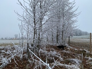 hoarfrost on bushes in autumn 