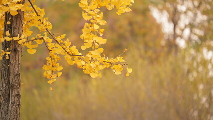 The beautiful autumn view with the colorful autumn leaves on the trees in autumn