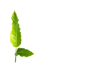 Etlingera elatior leaf isolated on white background.