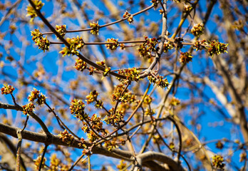 On the branches of the tree, foliage blooms against the clear blue sky