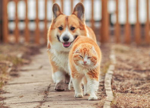Stray cats hotsell and dogs