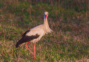 White Stork Ciconia ciconia in meadow, Lithuania - Europe