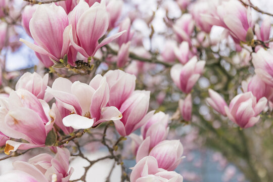 magnolia tree spring blossom © Nadine Gilg