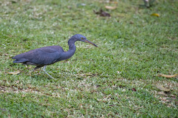 Aigrette sacrée -  Egretta sacra - Pacific Reef Heron