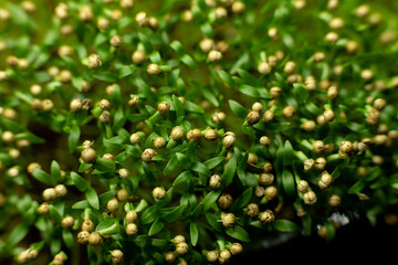 Fresh coriander sprouts, green leaves of microgreen coriander in a container. the concept of healthy eating and growing greenery at home, cityferm. Selective focus.