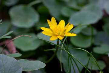 Buttercup spring. Ficaria verna. beautiful delicate meadow flower. little yellow flower with green leaves. early spring flowers. natural background. nature, close-up. space for text