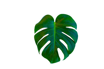 Monstera Borsigiana leaf close up with isolated white background © smile35