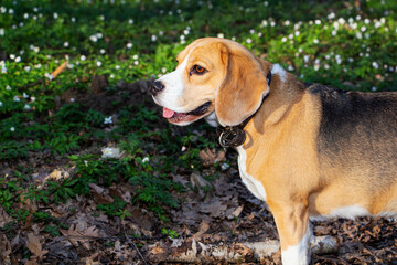 a beagle dog in the spring forest, surrounded by forest flowers and trees.