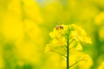 Obraz premium bee on yellow flowers