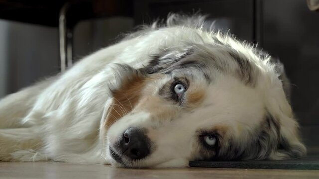 Tired intervention/therapy dog tired after intervention hardly stays awake