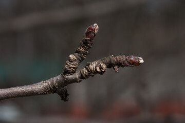 The flower buds of the apple tree swell