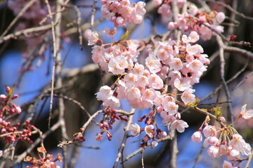 南泉寺の平七桜（福島県・南会津町）