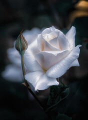 white roze © Luana