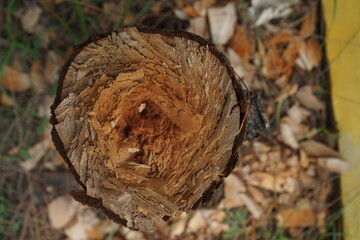 cut tree trunk