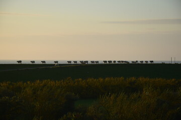 Schafe an der Nordsee