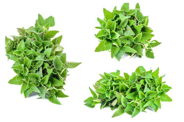 Set of lemon balm leaves, lemon balm isolated on a white background, clipping path.selective focus.