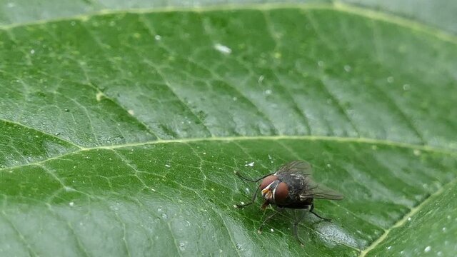 close up housefly stay on leaf in nuture
