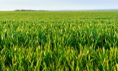 agricultural field with young sprouts and a blue sky with clouds - a beautiful spring landscape