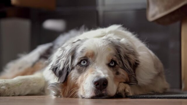 Tired intervention/therapy dog tired after intervention hardly stays awake