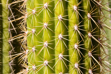 Close up of cactus © Peter