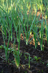 Green onions growth on the soil, food outdoor