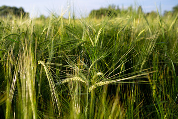 Summer landscape with green field
