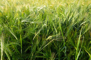 Summer landscape with green grain field, nature background