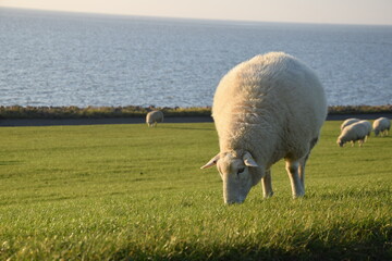 Schafe an der Nordsee