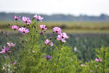 Bl&uuml;mchen am Porreefeld