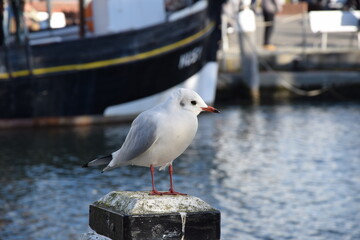 M&ouml;we im B&uuml;sumer Hafen