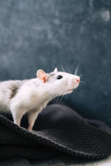White funny decorative home rat sniffs the area on a gray plaid.