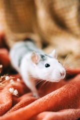White funny decorative home rat sniffs the area on orange plaid.