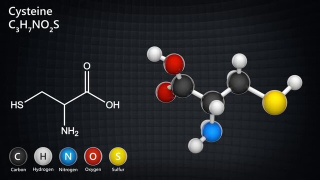 Cysteine (symbol Cys or C) is a semiessential proteinogenic amino acid. Formula: C3H7NO2S. 3D render. Seamless loop. Chemical structure model: Ball and Stick.
