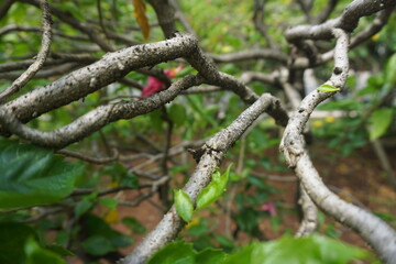 tree in the forest