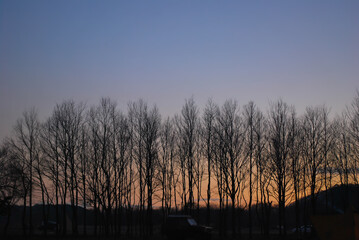 Fototapeta premium 樹木