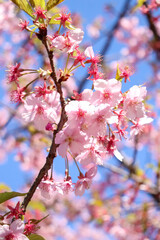 さくら 桜 サクラ 満開 綺麗 鮮やか 優美 可憐 卒業 入学 花見 ピンク 淡い