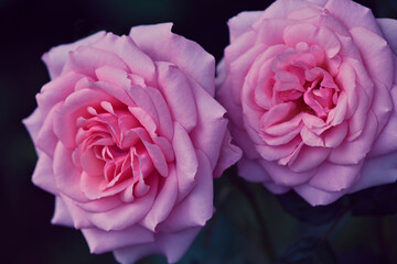 薔薇