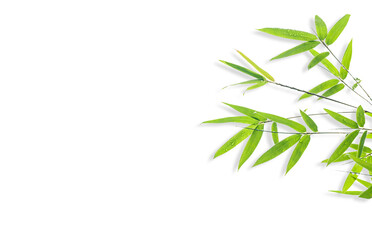 Fototapeta premium bamboo isolated on white background