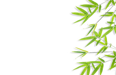 Fototapeta premium bamboo isolated on white background