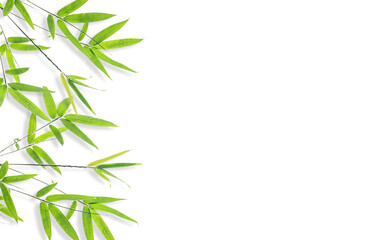 bamboo isolated on white background