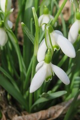 Beautiful white galanthus snowdrop flowers in spring, closeup