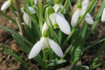 White Galanthus snowdrop flowers in spring, closeup
