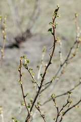  A branch of currants with small green leaves on a spring day. Close-up.