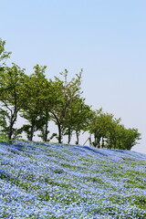 ネモフィラと青空