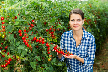 Fototapeta premium Young woman greenhouse owner standing near growing red cherry tomatoes, proud of good harvest